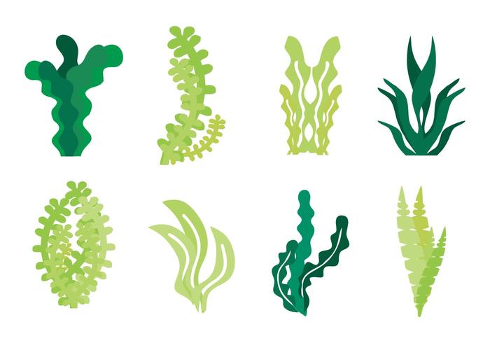 Seaweed Icons Vector