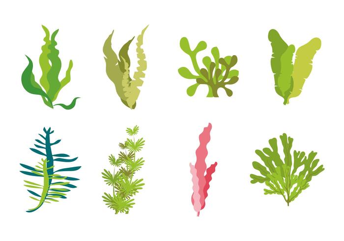 Seaweed Icons Vector