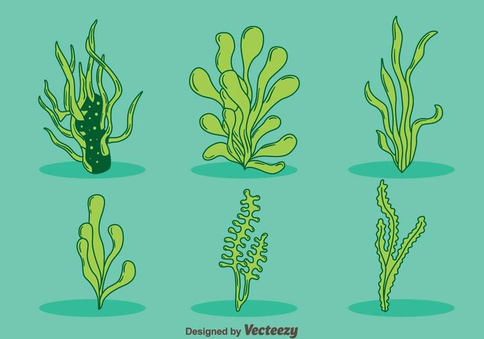 Hand Drawn Green Sea Weed Vector