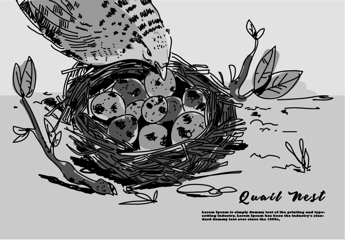 Quail Egg On Nest Hand Drawn Vector Illustration