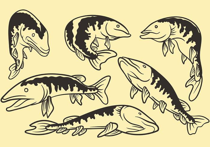 Iconos de vector de Muskie