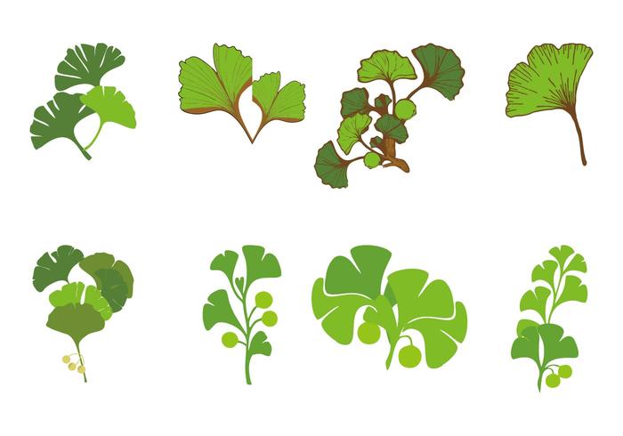 Free Ginkgo Vector