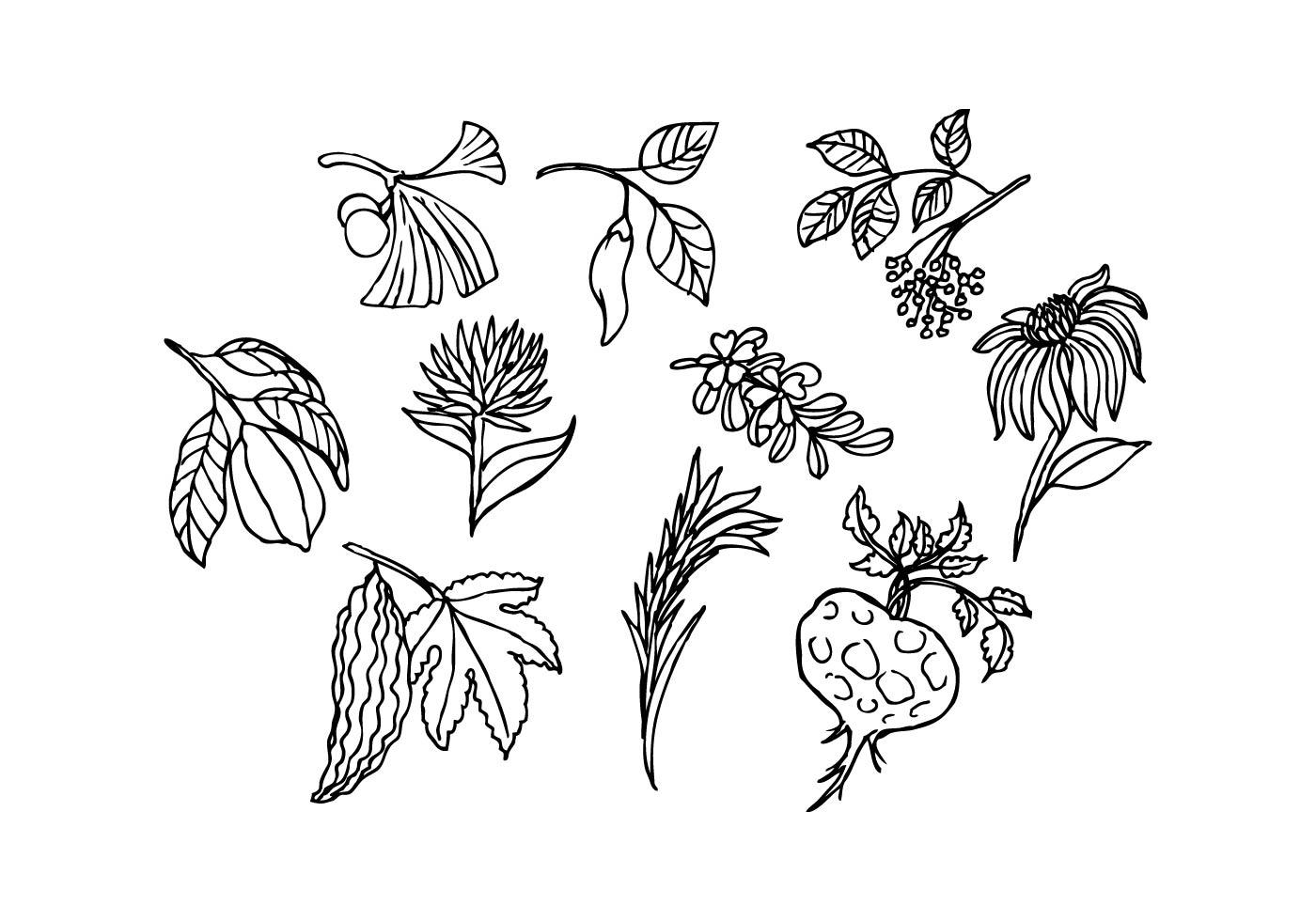 Free Herbs Icon Sketch Vector 160490 Vector Art at Vecteezy