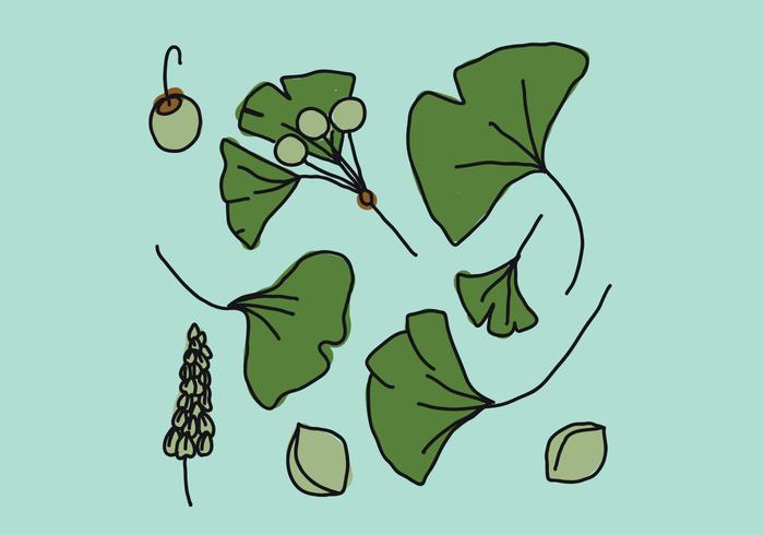 Ginkgo Leaves vector