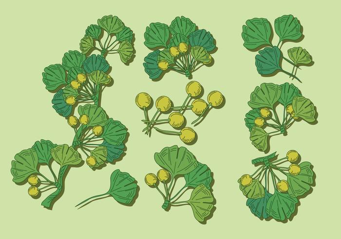 Ginkgo Vector Set