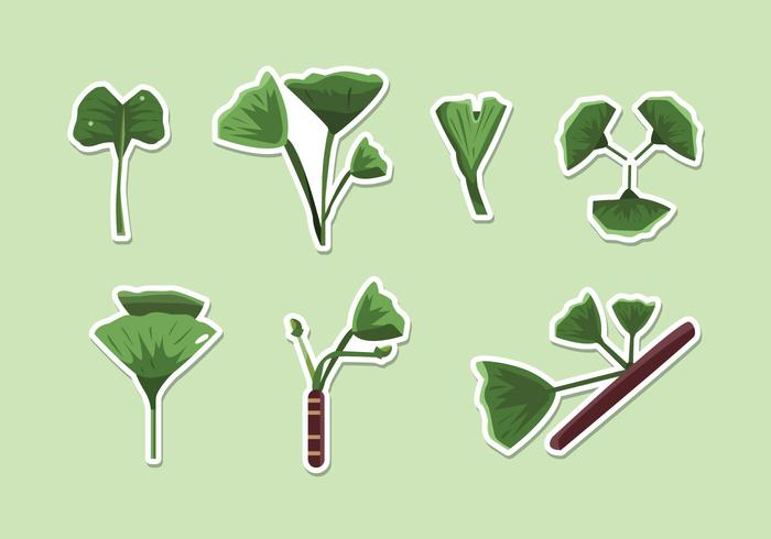 Ginkgo Vector