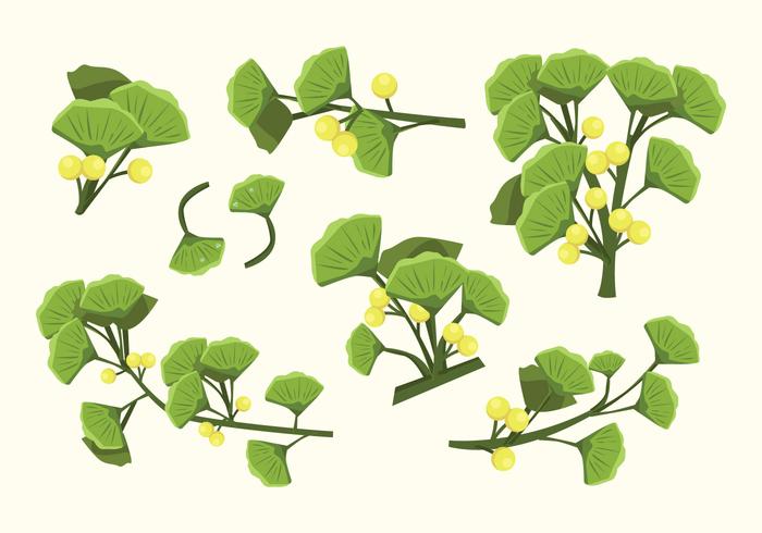 Ginkgo Vector