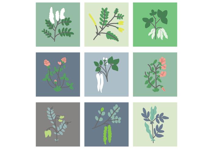 Pea and Beans Flower Vectors