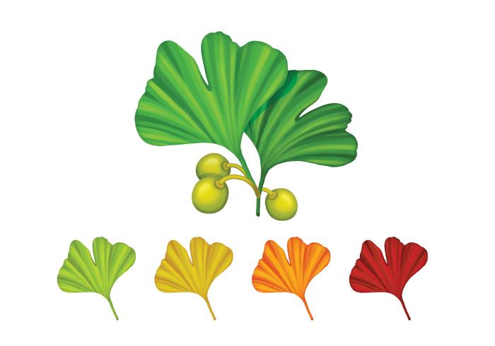 Different Color Of Ginkgo Biloba Leaves vector