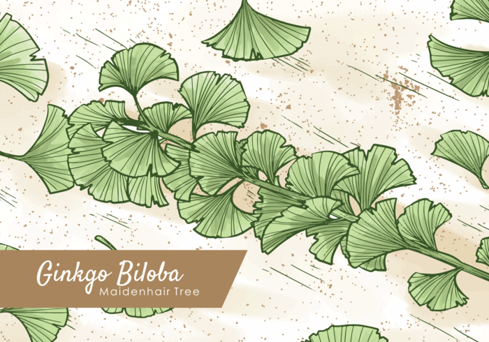 Free Hand Drawn Ginkgo Leaf vector