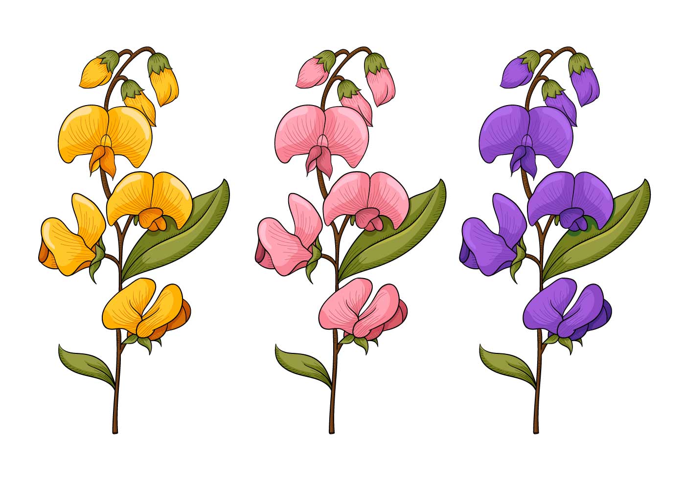 Free 190 Sweet Pea Clip Art Svg SVG PNG EPS DXF File