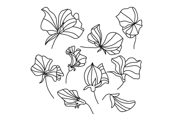 Black And White Sweet Pea Flowers vector