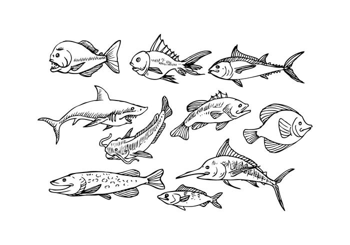 Free Fish Sketch Icon Vector 