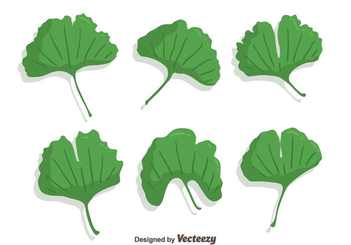 Green Ginkgo Leaf Vector