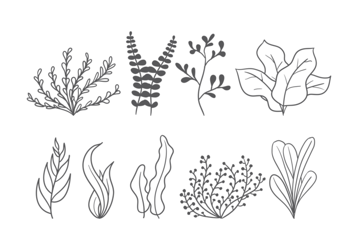 Sea Weed Vector Icons