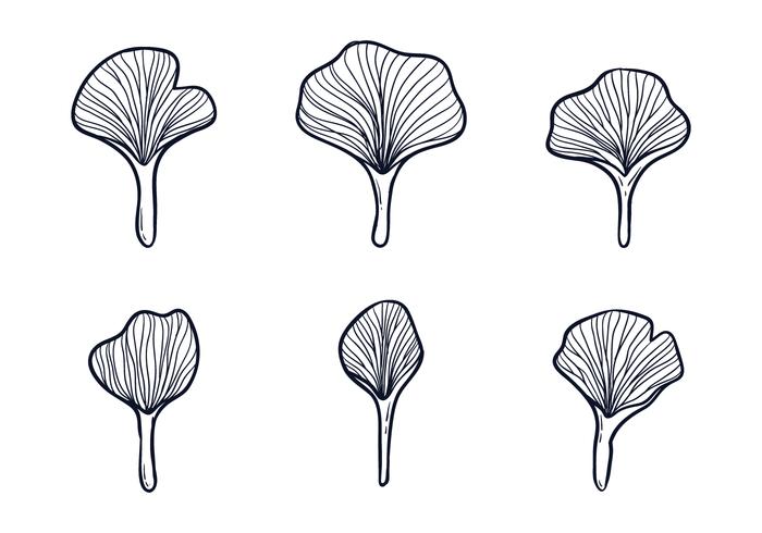 Ginkgo Leafes Ilustración vector