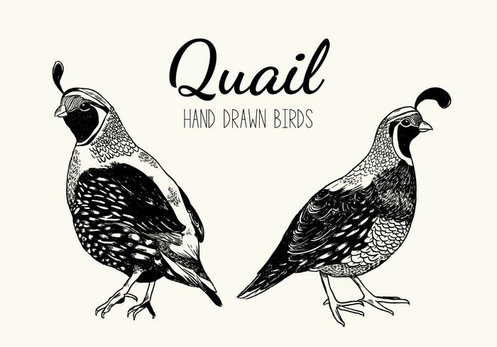 Quail Bird Vector Handdrawn Illustration