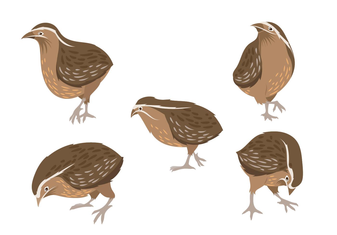 Set of Vector Graphic Illustrations of Quail 161184 Vector Art at Vecteezy