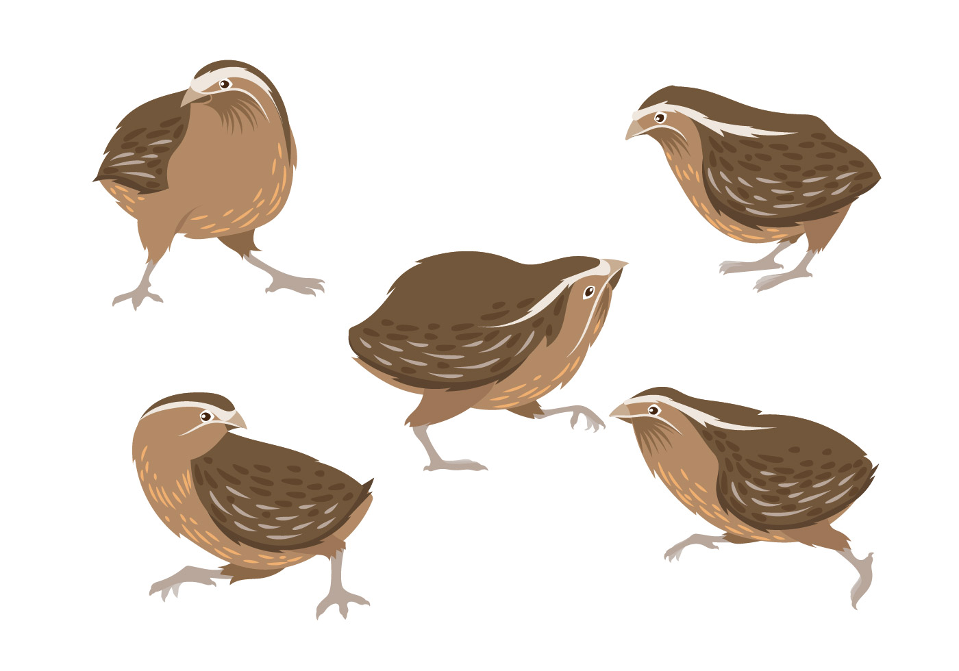 Illustration of Brown Quail 161186 Vector Art at Vecteezy