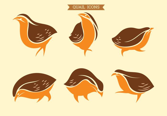 Set of vector Graphic Icons of Quail