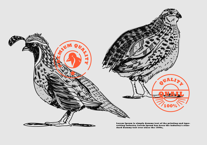 Quail Hand Drawn Brand Vector Illustration