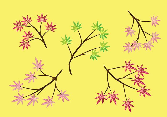 Japanese Maple Vector