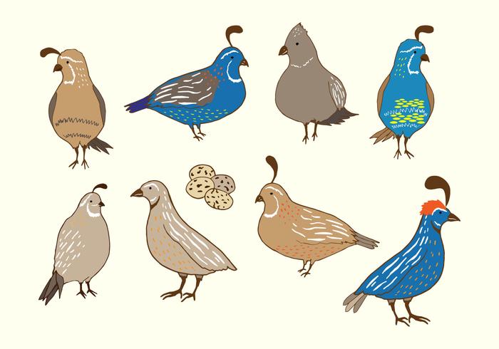 Quail Bird Vector