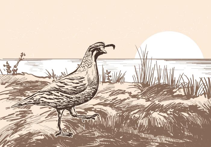 Male Quail Landscape Vector 