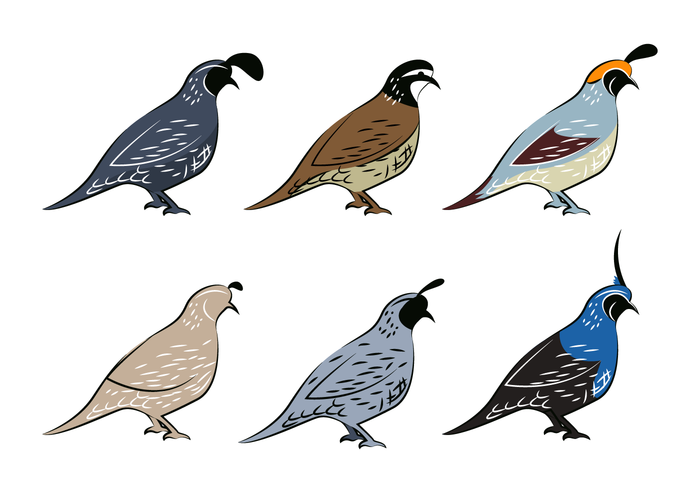 Beautiful Quail Bird Vector