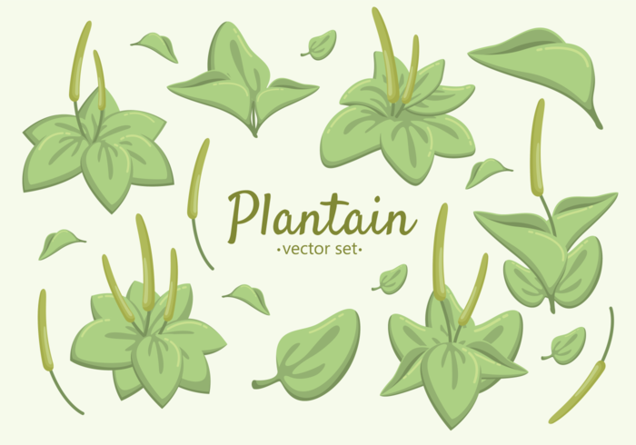 Great Plantain Herb Vectors