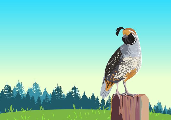 Quail Bird Vector On Post  