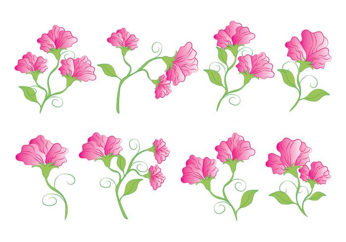 Sweet Pea Flowers vector