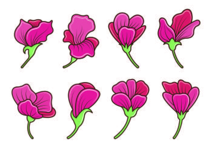 Set Of Sweet Pea Flower Vector