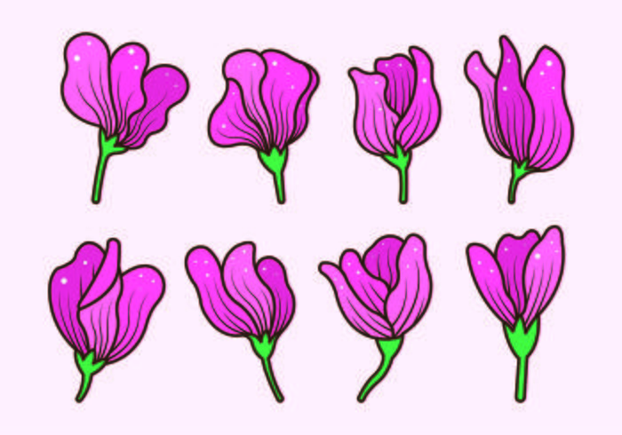 Set Of Sweet Pea Flower Vector