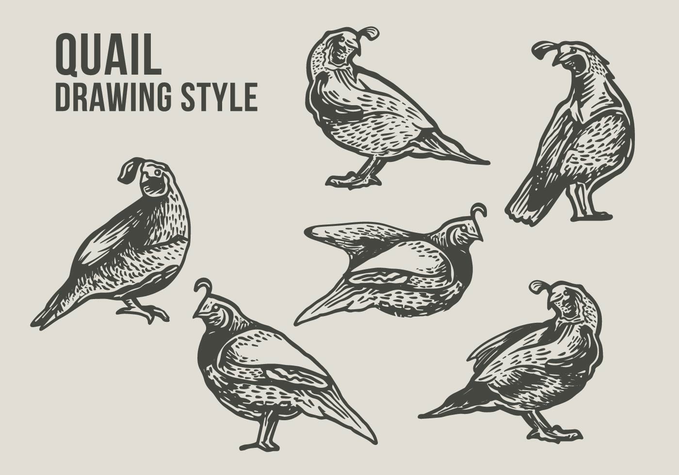 Featured image of post How To Draw A Quail Flickr is almost certainly the best online photo management and sharing application in the world