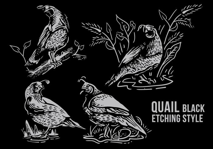 Quail Black Etching Style vector