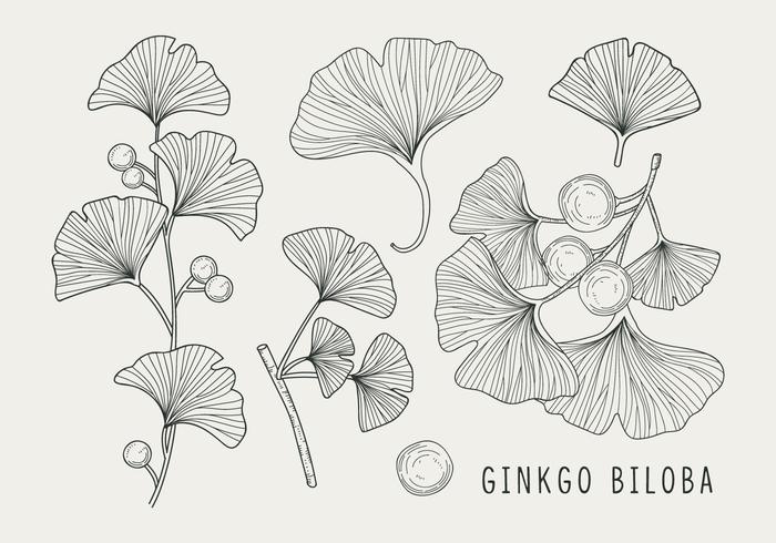 Ginkgo Biloba Handdrawn Illustration vector