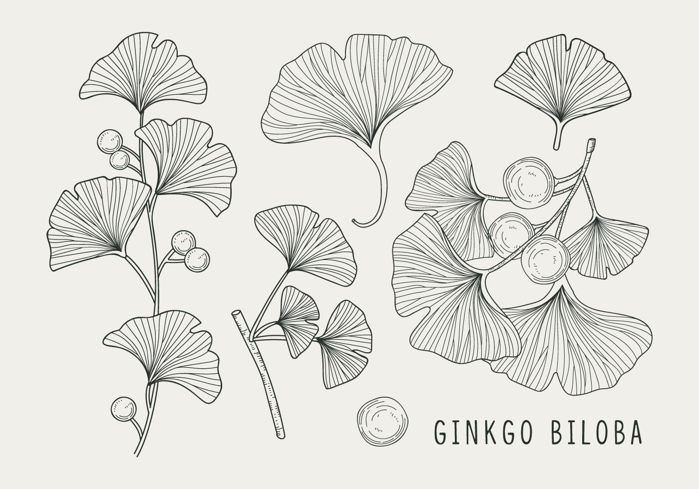 Illustration Ginko Biloba and Sun