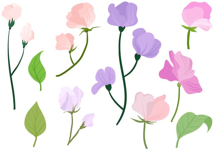 Free Sweet Pea Vectors