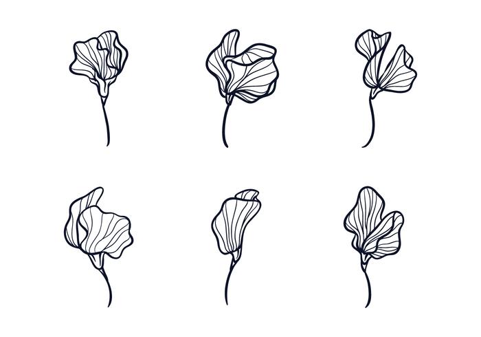 Sweet Pea Flower Vector Art, Icons, and Graphics for Free Download