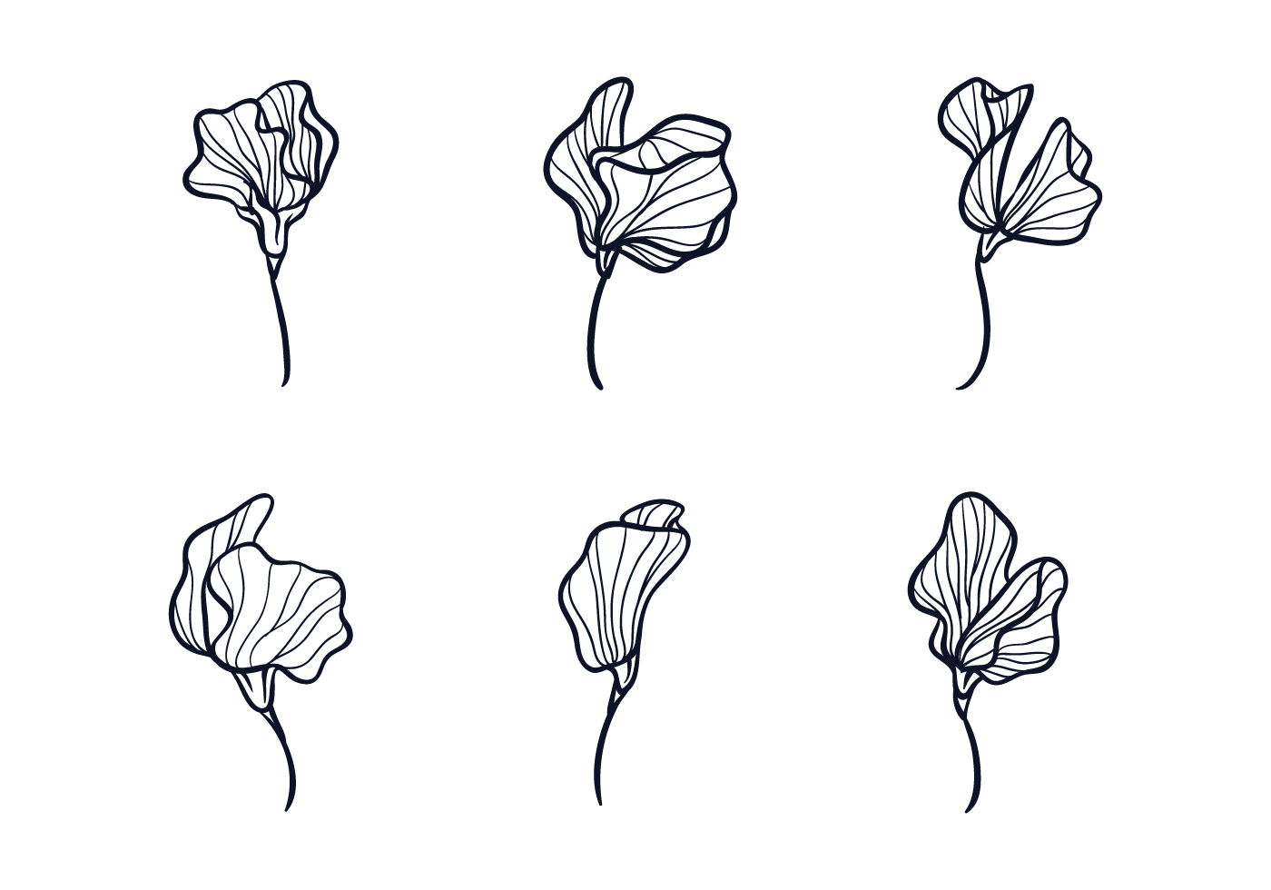 Sweet Pea Flower Sketch Download Free Vectors Clipart Graphics Vector Art
