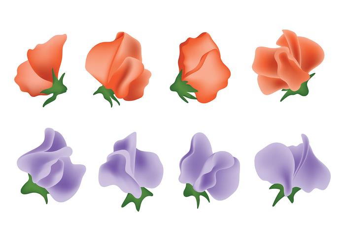 Sweet Pea Vector Icons