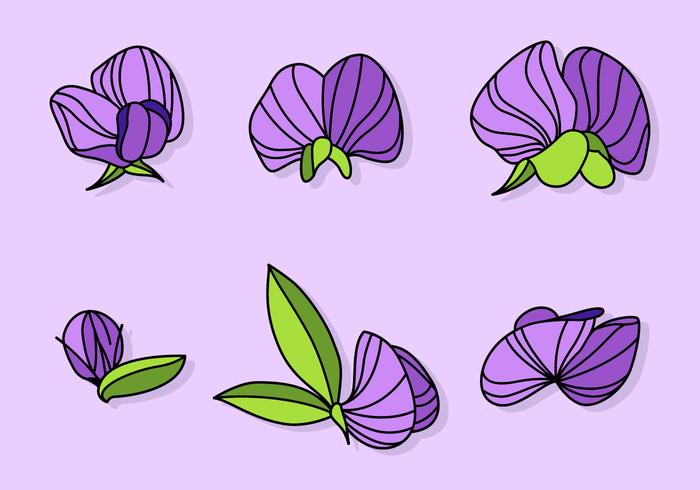 Purple Sweet Pea Vectors 