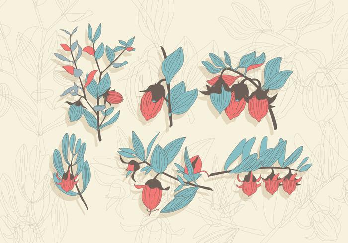 Jojoba Vector