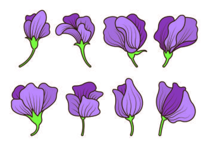 Set Of Sweet Pea Flower Vector