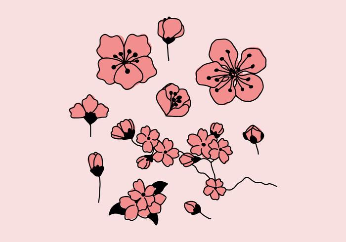 Pink Plum Blossoms vector