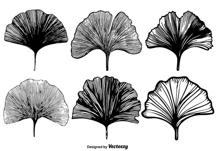 Vector conjunto de hoja de Gingko