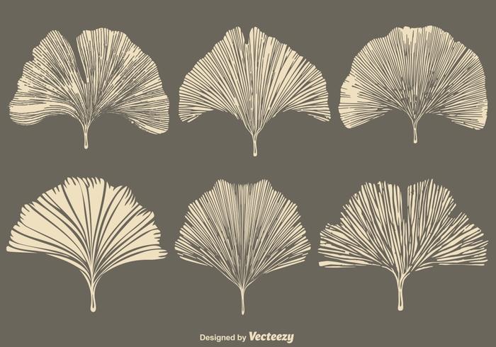 Vector Gingko Leaf - Conjunto de estilo plano