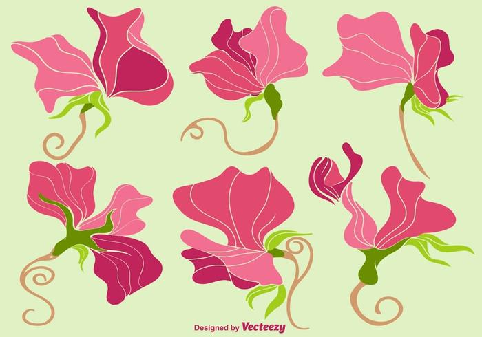 Vector Colorful Sweet Peas Flower Collection