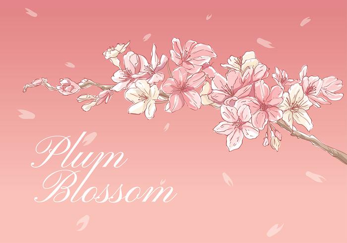 Plum Blossom Hand Drawing Vector